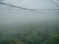 Klimafogtech_zraszanie